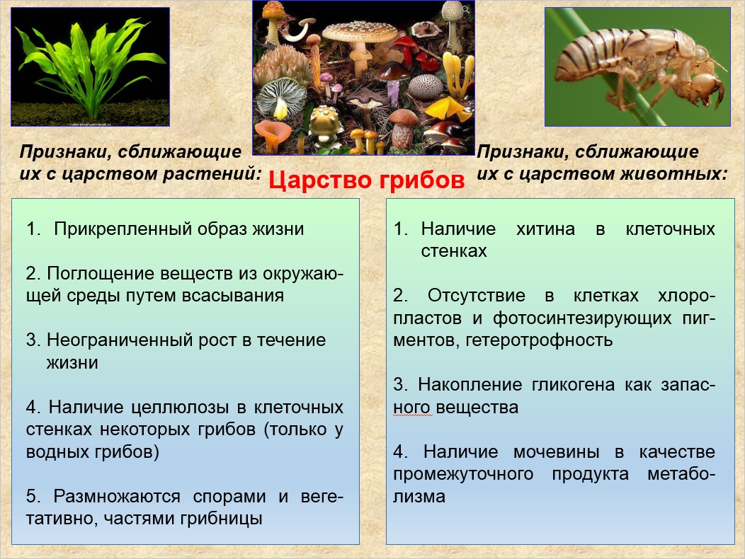 Какие два типа различают в живой природе. Царство животные растения. Царство растений грибов животных. Царство растений и царство животных. Особенности живых организмов.