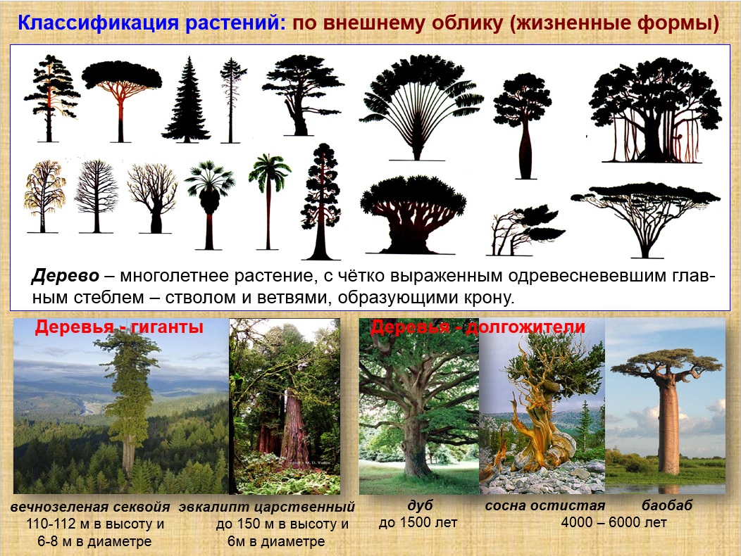 3 классификации растений