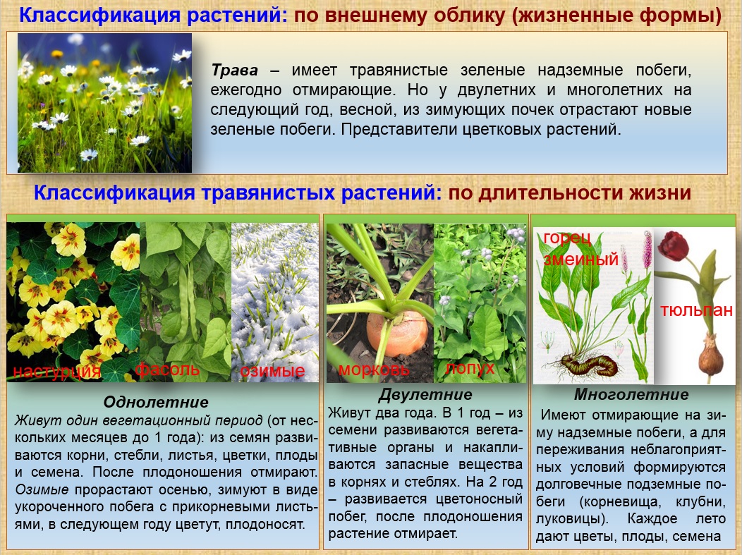 Срок жизни растения. Продолжительность жизни растений. Растения по продолжительности жизни. Срок жизни растений. Растения по срокам жизни.