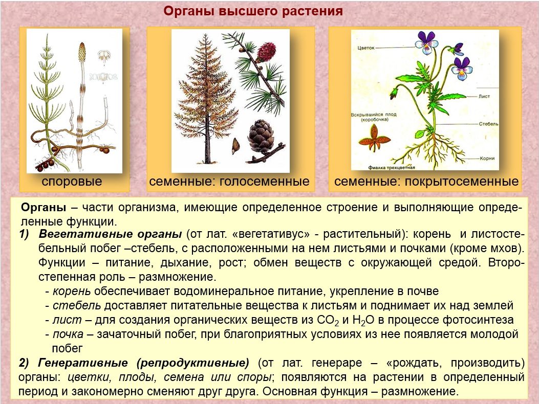 Генеративные процессы. Генеративные органы папоротникообразных. Вегетативные органы моховидных. Генеративные органы моховидных. Генеративные органы мхов.